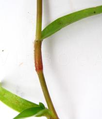 Murdannia nudiflora - Leaf sheath - Click to enlarge!