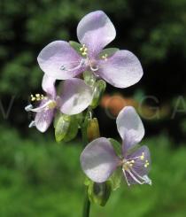 Murdannia simplex - Inflorescence - Click to enlarge!