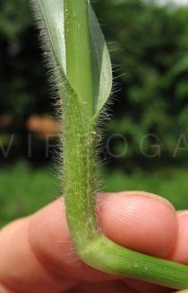 Murdannia simplex - Leafbase - Click to enlarge!