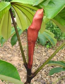 Musanga cecropioides - Bud - Click to enlarge!