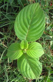 Mussaenda erythrophylla - Upper surface of leaves - Click to enlarge!