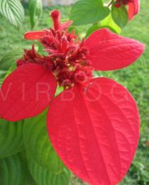 Mussaenda erythrophylla - Inflorescence - Click to enlarge!