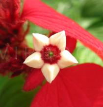 Mussaenda erythrophylla - Flower - Click to enlarge!