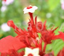 Mussaenda erythrophylla - Flower, side view - Click to enlarge!