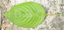 Mussaenda erythrophylla - Upper surface of leaf - Click to enlarge!