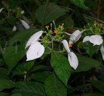 Mussaenda macrophylla - Inflorescence - Click to enlarge!
