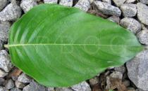 Mussaenda philippica - Upper surface of leaf - Click to enlarge!