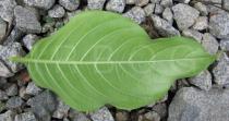 Mussaenda philippica - Lower surface of leaf - Click to enlarge!