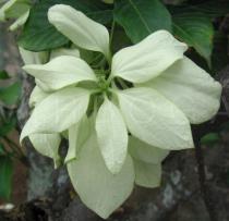 Mussaenda philippica - Flower bud - Click to enlarge!