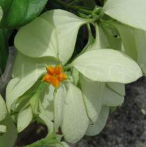 Mussaenda philippica - Flower - Click to enlarge!