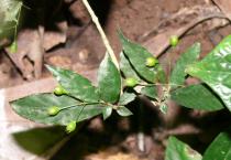 Mycetia gracilis - Ripening fruits - Click to enlarge!