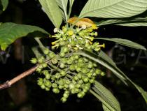 Mycetia longiflora - Inflorescence - Click to enlarge!
