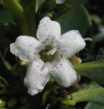 Myoporum laetum - Flower close-up - Click to enlarge!