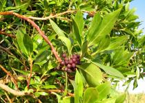 Myoporum laetum - Fruits - Click to enlarge!