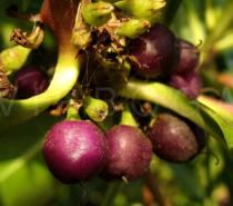 Myoporum laetum - Fruit close-up - Click to enlarge!
