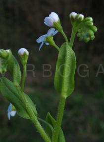 Myosotis scorpioides - Flower buds - Click to enlarge!