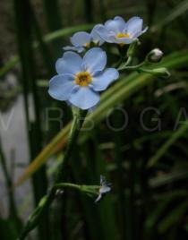 Myosotis scorpioides - Flowers - Click to enlarge!