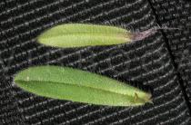 Myosotis stricta - Upper and lower surface of leaf - Click to enlarge!