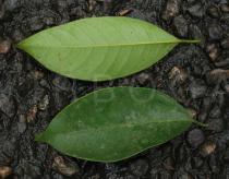 Myristica fragrans - Upper and lower surface of leaf - Click to enlarge!
