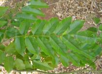 Myroxylon peruiferum - Leaf - Click to enlarge!