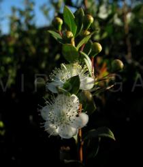Myrtus communis - Flower - Click to enlarge!
