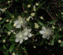 Myrtus communis - Flowers - Click to enlarge!