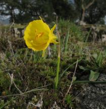 Narcissus bulbocodium - Flower - Click to enlarge!