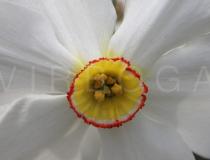 Narcissus poeticus - Flower, close-up - Click to enlarge!