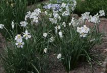 Narcissus poeticus - Habit - Click to enlarge!