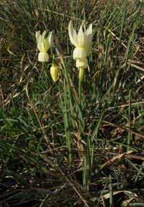 Narcissus triandrus - Habit - Click to enlarge!
