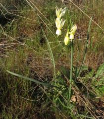 Narcissus triandrus - Habit - Click to enlarge!