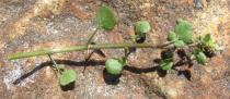 Nasturtium officinale - Twig lower side - Click to enlarge!