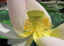Nelumbo nucifera - Flower, close-up - Click to enlarge!