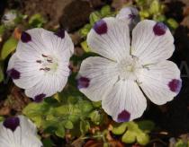 Nemophila maculata - Flowers - Click to enlarge!