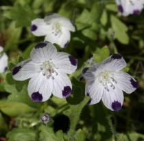 Nemophila maculata - Flowers - Click to enlarge!