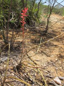 Neoglaziovia variegata - Habit - Click to enlarge!