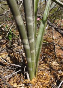 Neoglaziovia variegata - Lower part of the rosette - Click to enlarge!