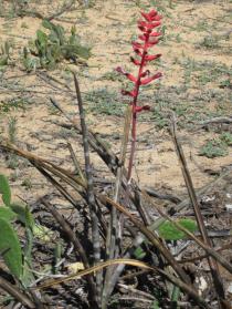 Neoglaziovia variegata - Infructescences - Click to enlarge!