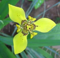 Neomarica longifolia - Flower - Click to enlarge!