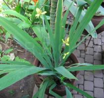 Neomarica longifolia - Habit of pot plant - Click to enlarge!