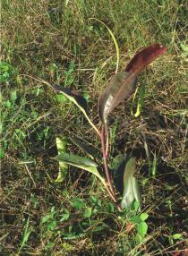 Nepenthes mirabilis - Habit - Click to enlarge!
