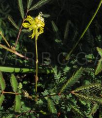 Neptunia oleracea - Inflorescence - Click to enlarge!