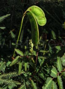 Neptunia oleracea - Ripening pods - Click to enlarge!