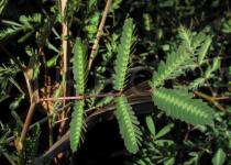 Neptunia oleracea - Upper surface of leaf - Click to enlarge!
