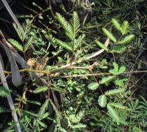 Neptunia oleracea - Branch - Click to enlarge!