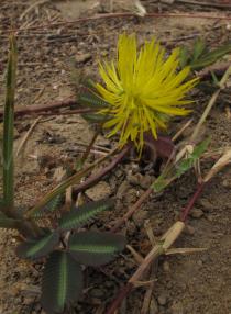 Neptunia oleracea - Flower - Click to enlarge!