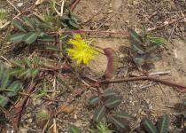 Neptunia oleracea - Habit - Click to enlarge!