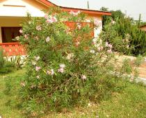 Nerium oleander - Habit - Click to enlarge!
