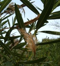 Nerium oleander - Ripe fruit - Click to enlarge!