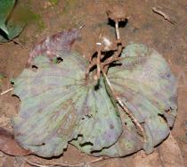 Nervilia fordii - Lower surface of leaf and tuber - Click to enlarge!